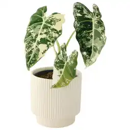 Jardiland ECLOZ Plante au feuillage graphique ECLOZ offre