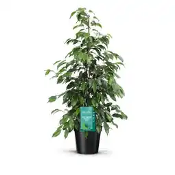 Jardiland ECLOZ Ficus benjamina ECLOZ offre