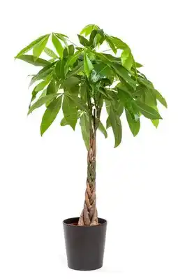 Jardiland ECLOZ Pachira ECLOZ offre