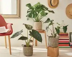 Jardiland ECLOZ Plante verte ECLOZ offre