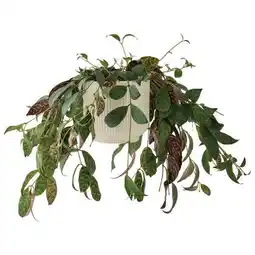 Jardiland ECLOZ Aeschynanthe retombante ECLOZ offre