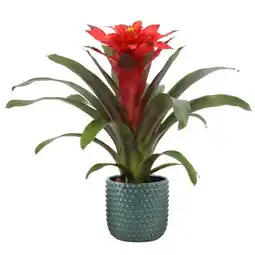 Jardiland ECLOZ Bromélia ECLOZ offre