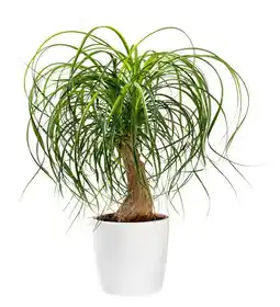 Jardiland Beaucarnea offre