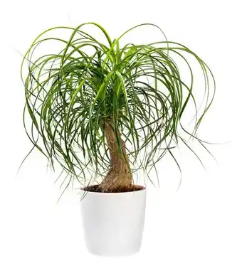 Jardiland Beaucarnea offre