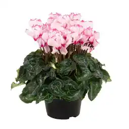Jardiland ECLOZ Mini cyclamen Victoria ECLOZ offre