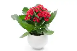 Jardiland ECLOZ Kalanchoe simple ECLOZ offre