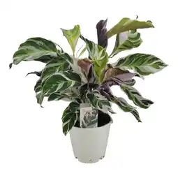 Jardiland Calathea Fusion White offre