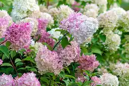 Jardiland ECLOZ Hortensia paniculé ECLOZ offre