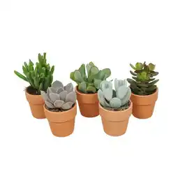 Jardiland ECLOZ Mini succulentes ECLOZ offre