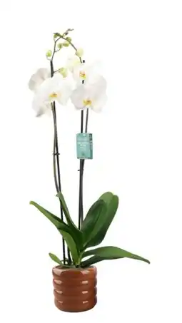 Jardiland ECLOZ Orchidée ECLOZ offre