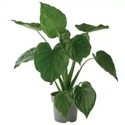 Jardiland ECLOZ Collection d'Alocasia ECLOZ offre
