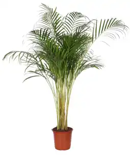 Jardiland ECLOZ Areca ECLOZ offre