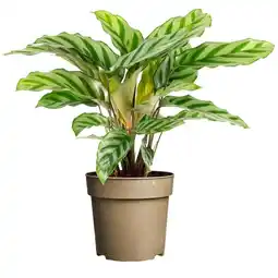 Jardiland ECLOZ Collection de Calathea ECLOZ offre
