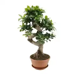Jardiland Ficus Ginseng offre