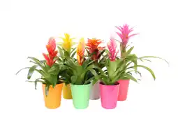 Gamm vert Bromelia mix offre