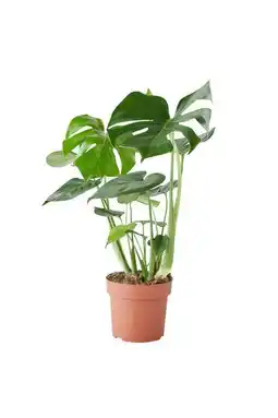 Gamm vert Monstera offre