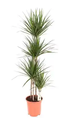 Gamm vert Dracaena Marginata offre