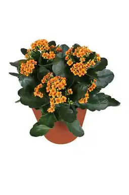 Gamm vert Kalanchoe The Tiger offre