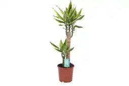 Gamm vert ECLOZ Draceana Fragrans ECLOZ offre
