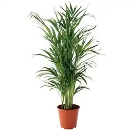 Gamm vert Areca offre