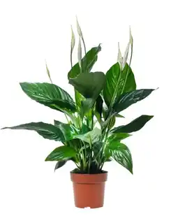 Gamm vert ECLOZ Spathiphyllum Sweet Ricardo ECLOZ offre