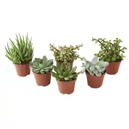 Gamm vert Succulentes offre