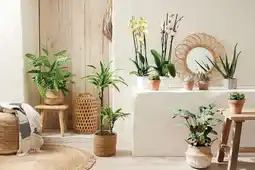 Gamm vert ECLOZ Calathea ECLOZ offre