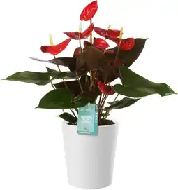 Gamm vert ECLOZ Anthurium ECLOZ offre
