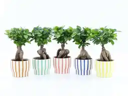 Gamm vert Ficus Ginseng offre