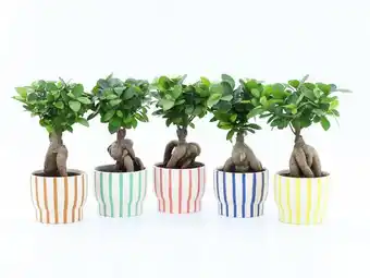 Gamm vert Ficus Ginseng offre