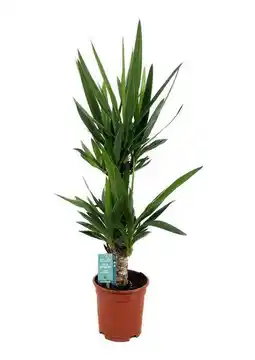 Gamm vert Yucca offre