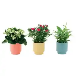 Gamm vert ECLOZ Plantes fleuries ECLOZ offre