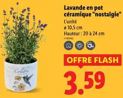 Lidl COLIBRI Lavande en pot céramique nostalgie offre