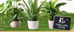 E.Leclerc Plantes vertes offre