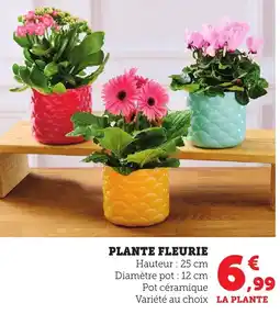 Bi1 Plante fleurie offre