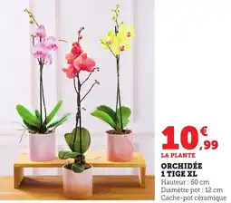 Bi1 Orchidée offre