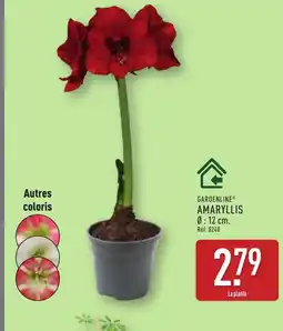 ALDI GARDENLINE Amaryllis offre