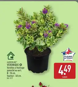 ALDI GARDENLINE Véronique offre