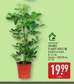 ALDI GARDENLINE Grande plante verte offre