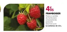Kiriel Framboisier offre