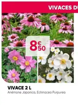 Kiriel Vivace offre