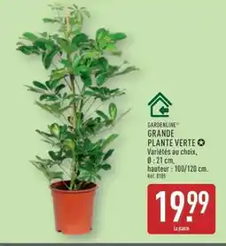 ALDI Grande plante verte offre