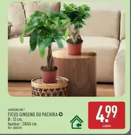 ALDI Ficus Ginseng ou Pachira offre
