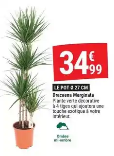 Gamm vert Dracaena marinata offre