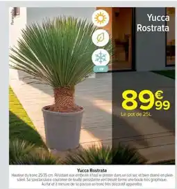 Carrefour YUCCA ROSTRATA offre
