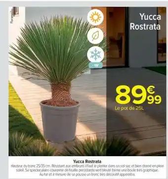 Carrefour YUCCA ROSTRATA offre