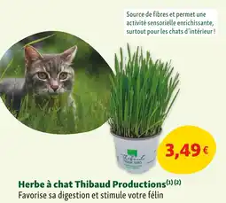 Maxi Zoo Thibaud Productions Herbe à chat offre