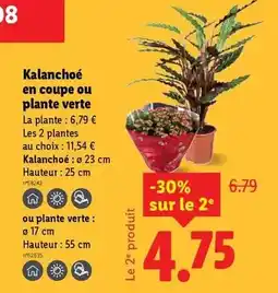 Lidl Kalanchoé en coupe ou plante verte offre