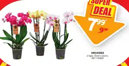 Trafic Orchidee offre