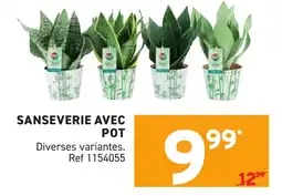Trafic Sanseverie avec pot offre